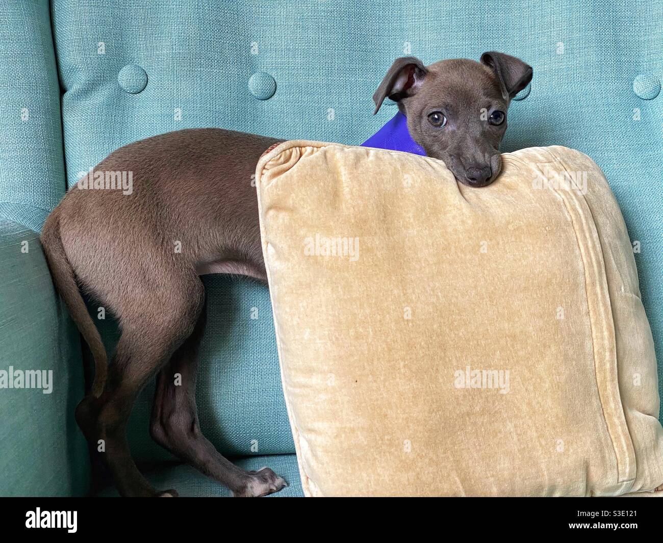Puppy biting a pillow Stock Photo
