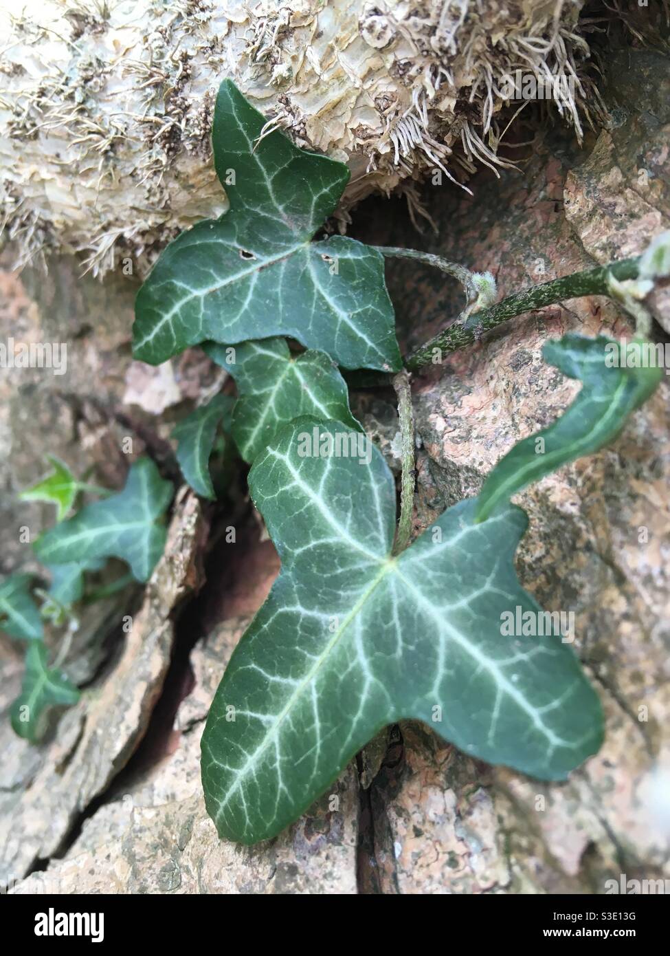 Ivy leaves - Smartphone Captured Stock Image