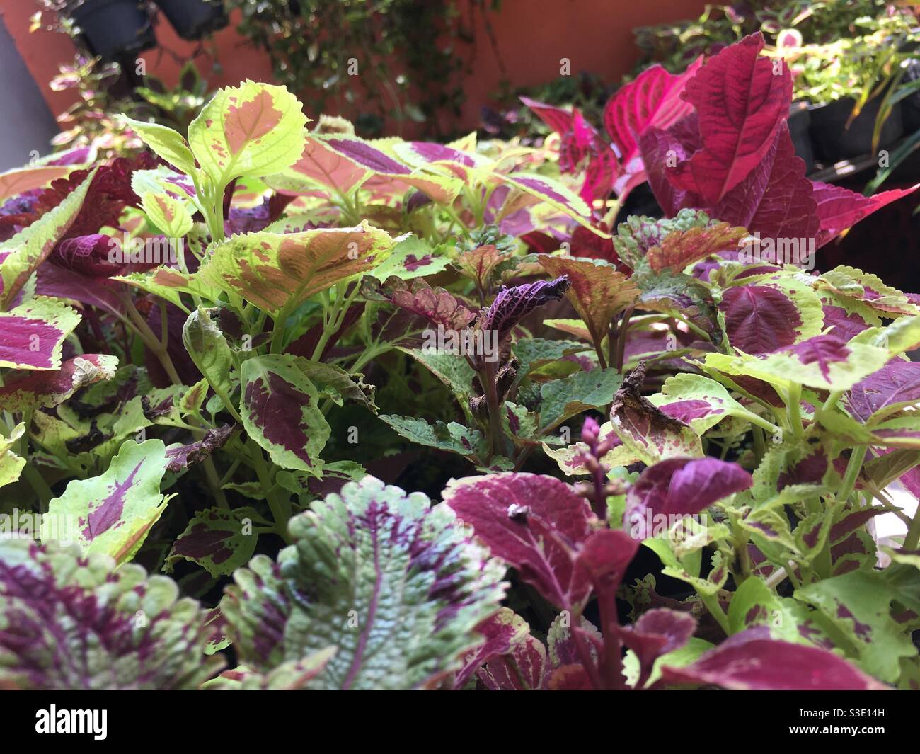 Miana plants, the ler or Coleus Atropurpueus is a shrub plant with high heights to reach 1.5 m. Stock Photo