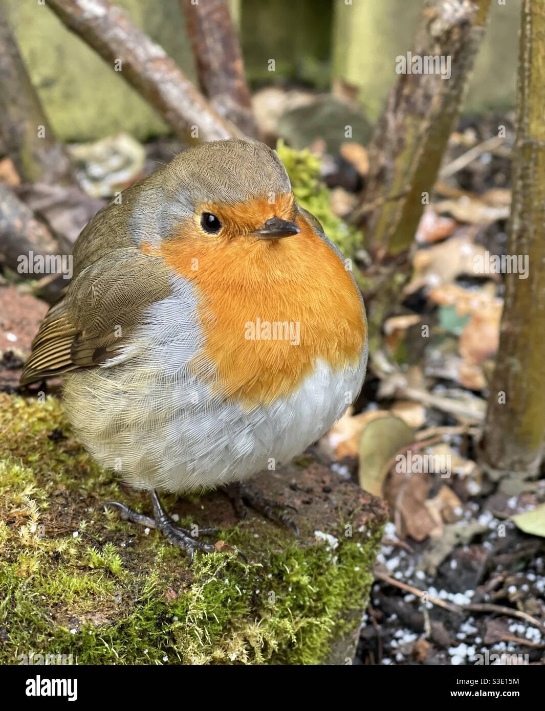 A close up of a female British robin perched on some broken mossy crocks or terracotta plant pots in a garden on a frosty winter’s day. - Smartphone Captured Stock Image