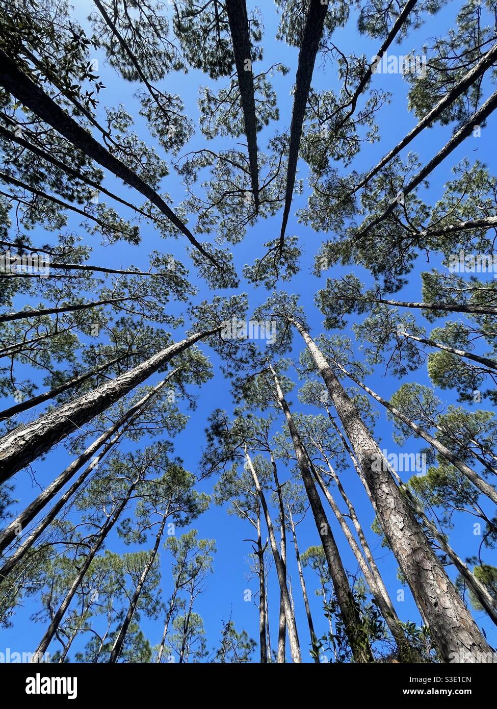 Perspective view from low looking up to large pine trees with blue sky background - Smartphone Captured Stock Image
