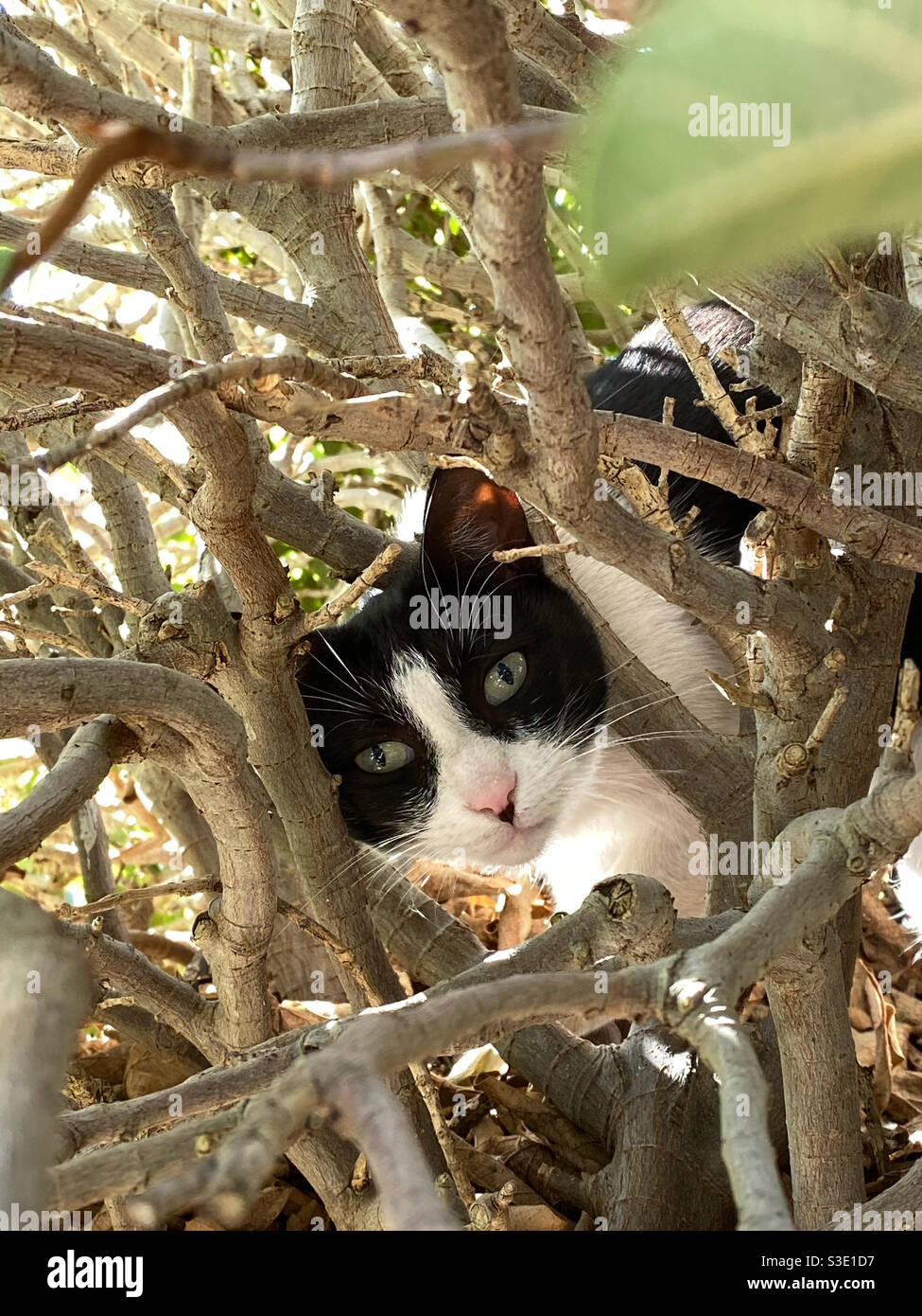 Cat (Felis catus) climbing in hedge. - Smartphone Captured Stock Image