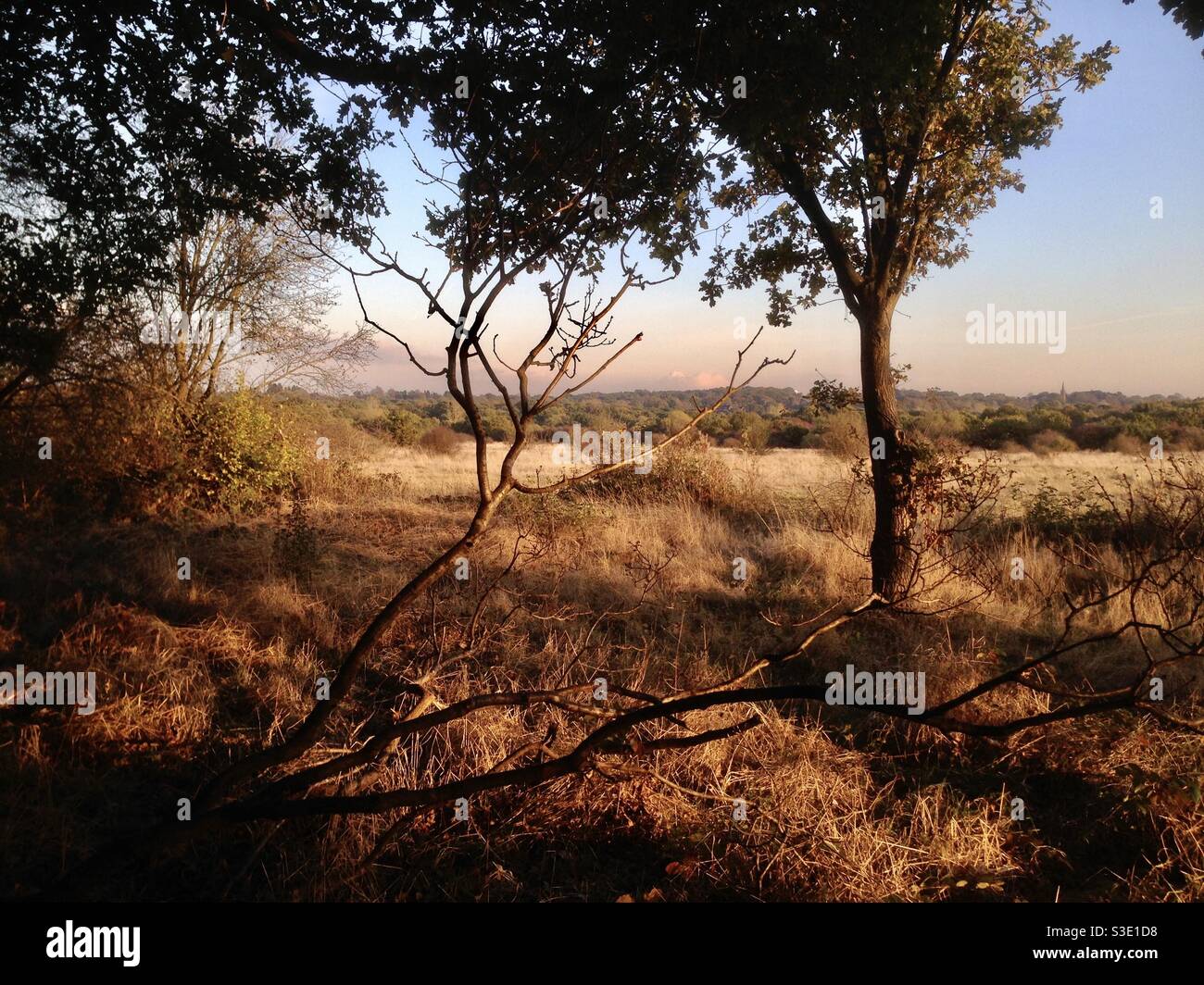 Epping Forest - Smartphone Captured Stock Image