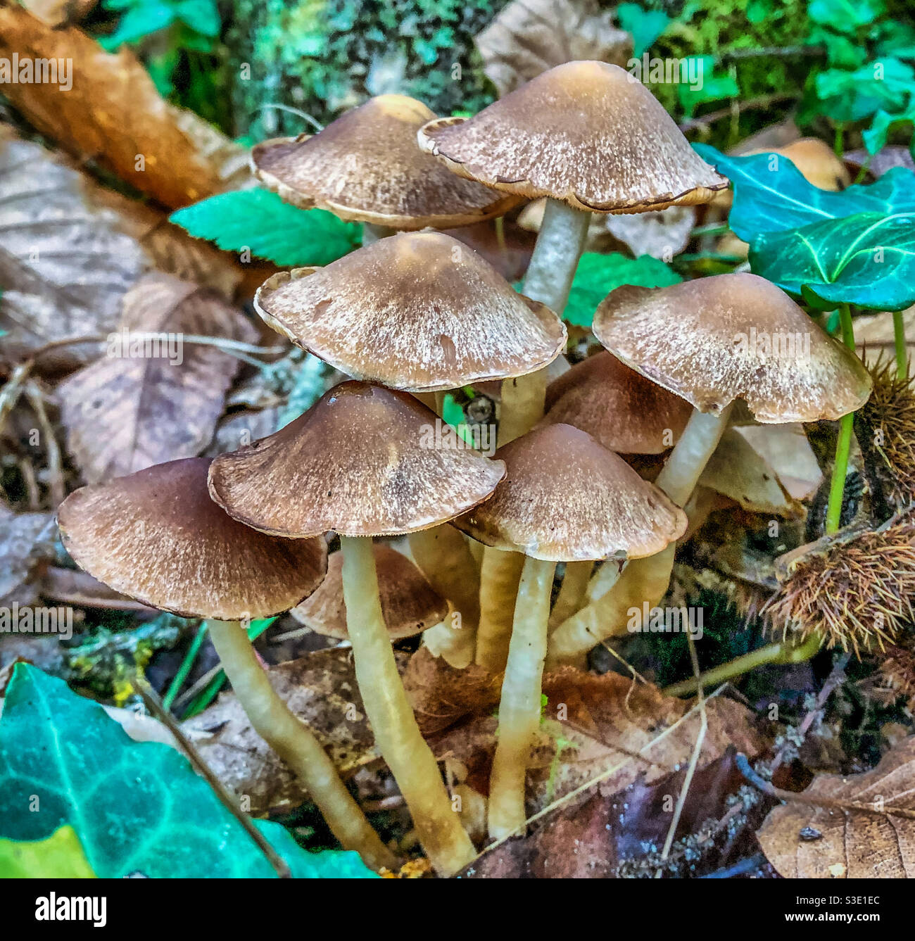 Brittle stem mushrooms Stock Photo