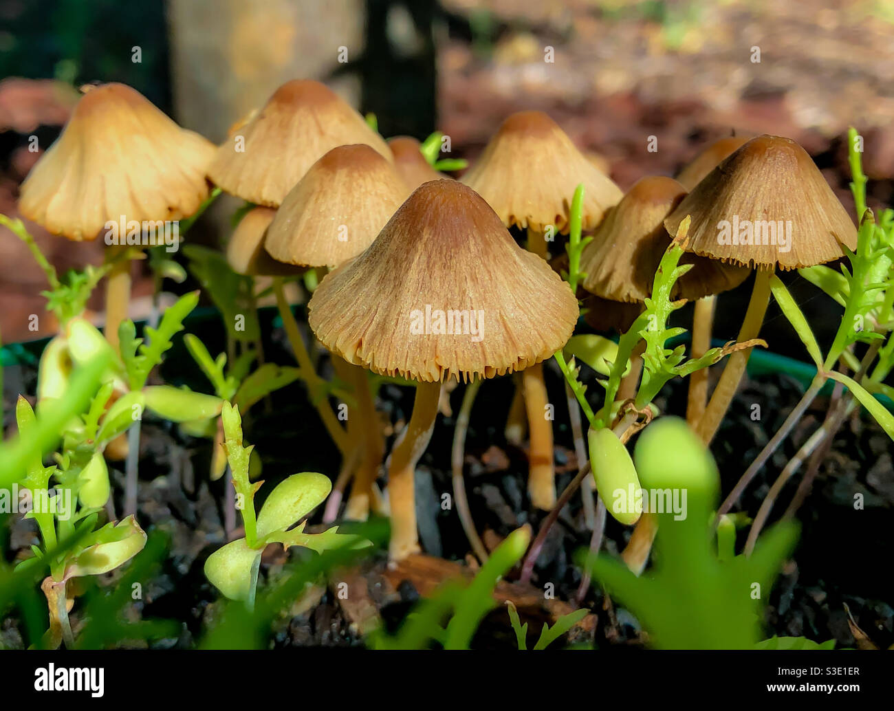 Bolbitiaceae mushrooms Stock Photo