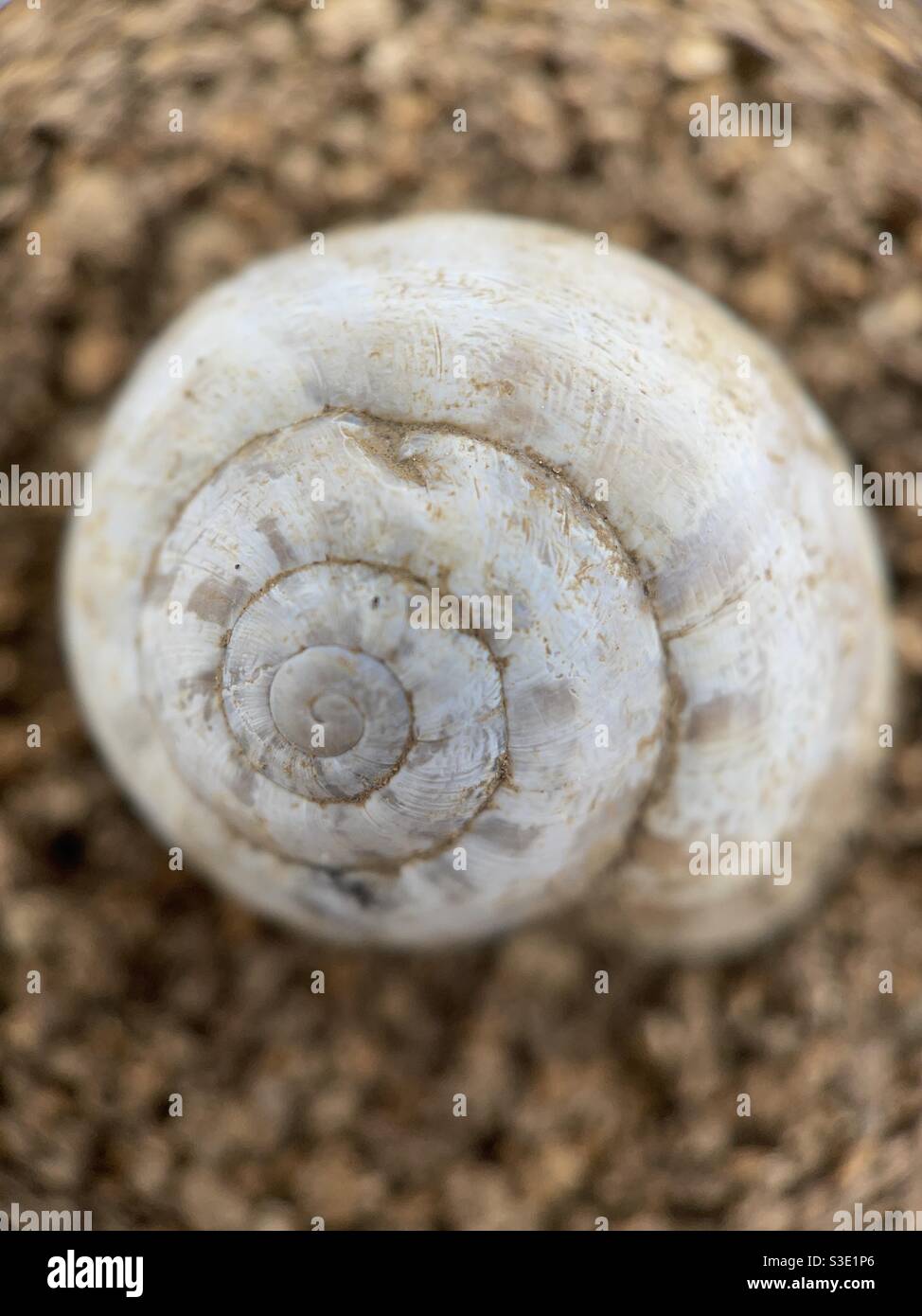 Snail shell, closeup view Stock Photo