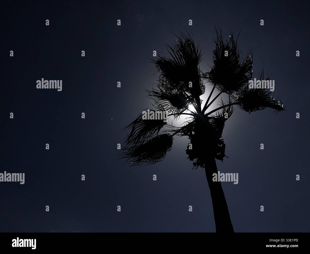 Dramatic image of palm tree photographed against the sun - Smartphone Captured Stock Image Dramatic image of palm tree photographed against the sun - Smartphone Captured Stock Image