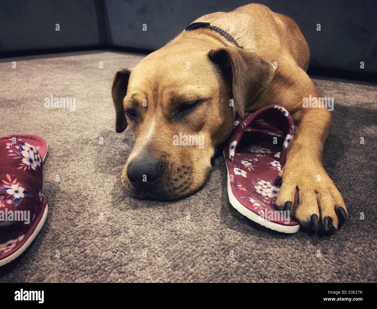 Sleeping dog with slippers - Smartphone Captured Stock Image