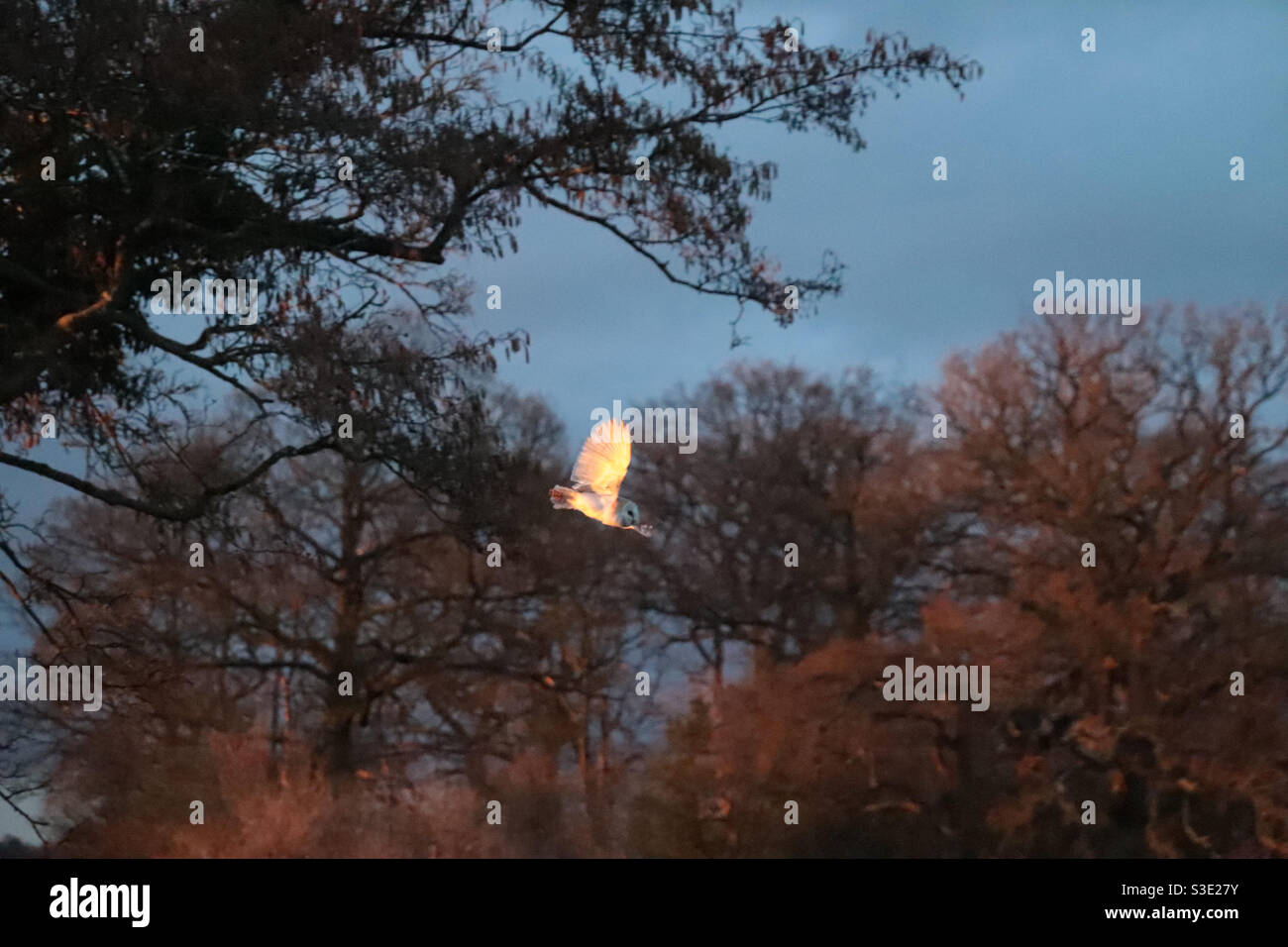 Barn owl in flight at sunset - Smartphone Captured Stock Image