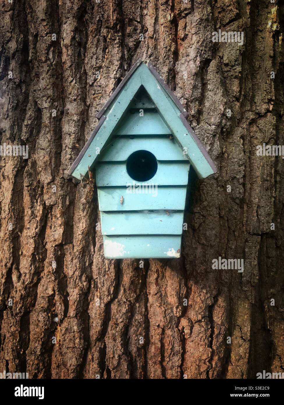 Blue birdhouse on an oak tree Stock Photo