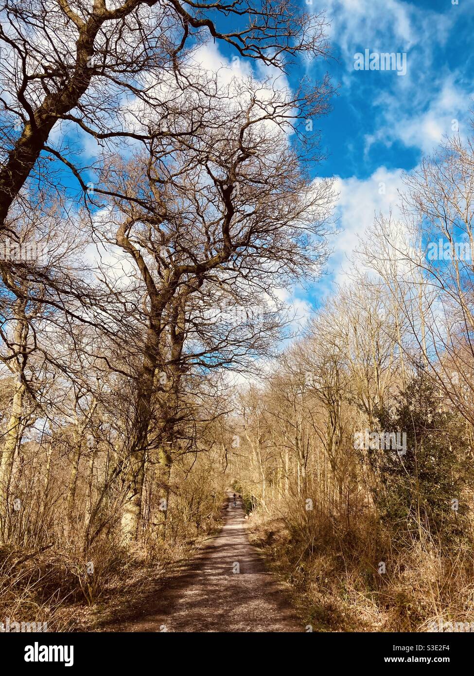Woodland winter tree lined path with clouds and blue sky - Smartphone Captured Stock Image