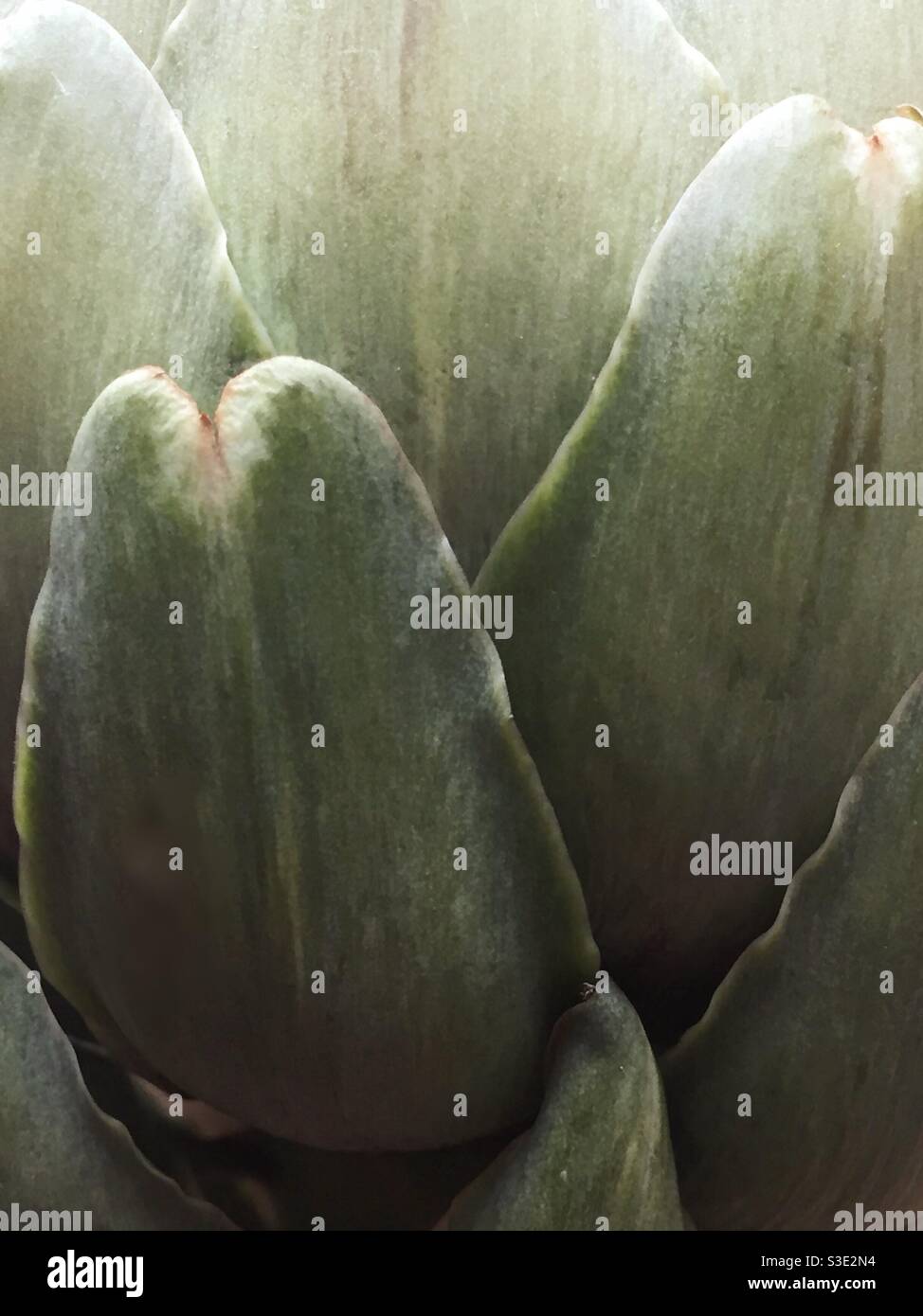 Extreme close-up of artichoke leaves - Smartphone Captured Stock Image