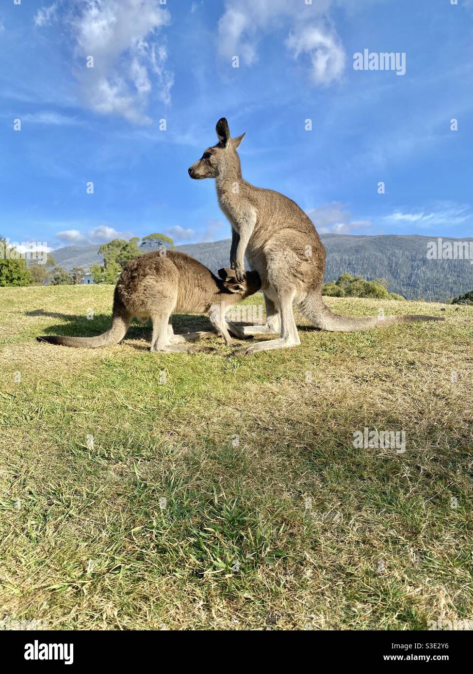 Young kangaroo joey feed from mother on hilltop. Iconic Australian female kangaroo stands as Joey suckles.  Concept Australia, travel, native animals, family and love. Stock Photo