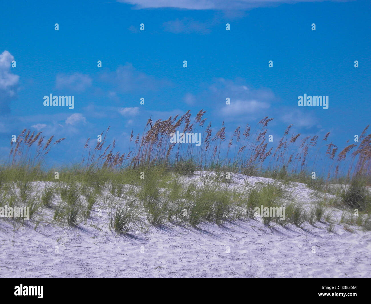 Sand dunes and sea oats in Gulf Shores Stock Photo