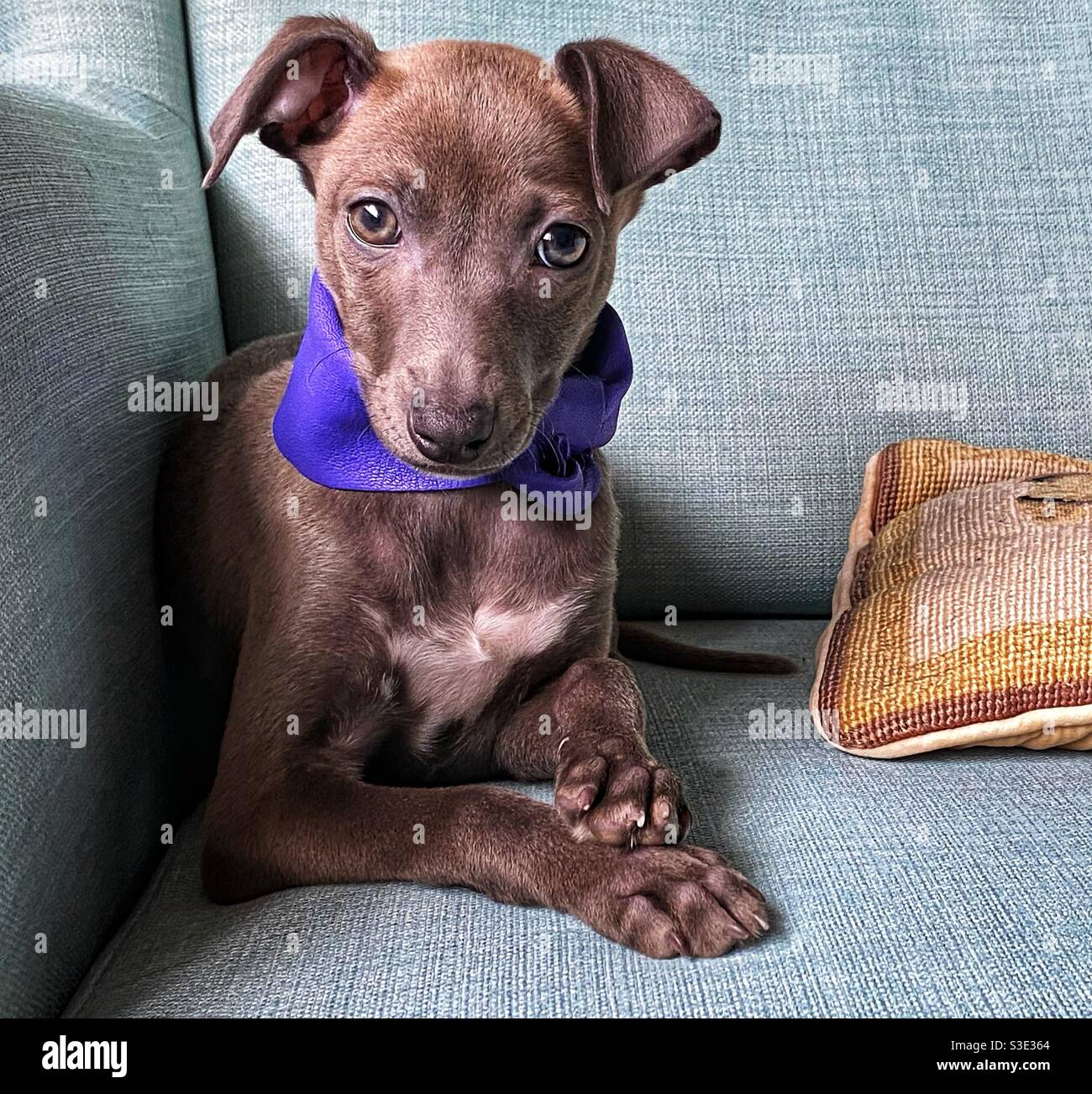 Puppy Italian greyhound comfy sitting on the sofa Stock Photo