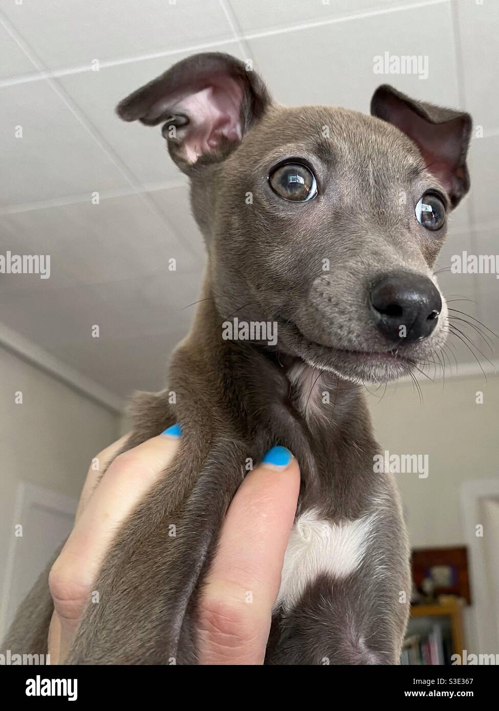 Holding an Alert puppy iggy Stock Photo