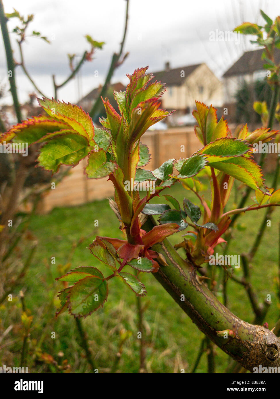 New shoots growing on a rose bush in spring. - Smartphone Captured Stock Image