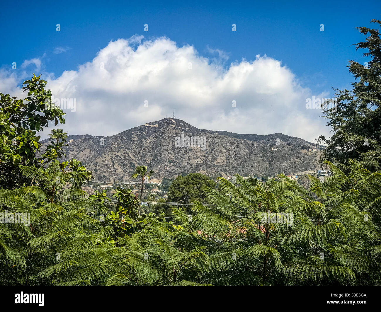 Verdugo Mountains seen through green trees Stock Photo
