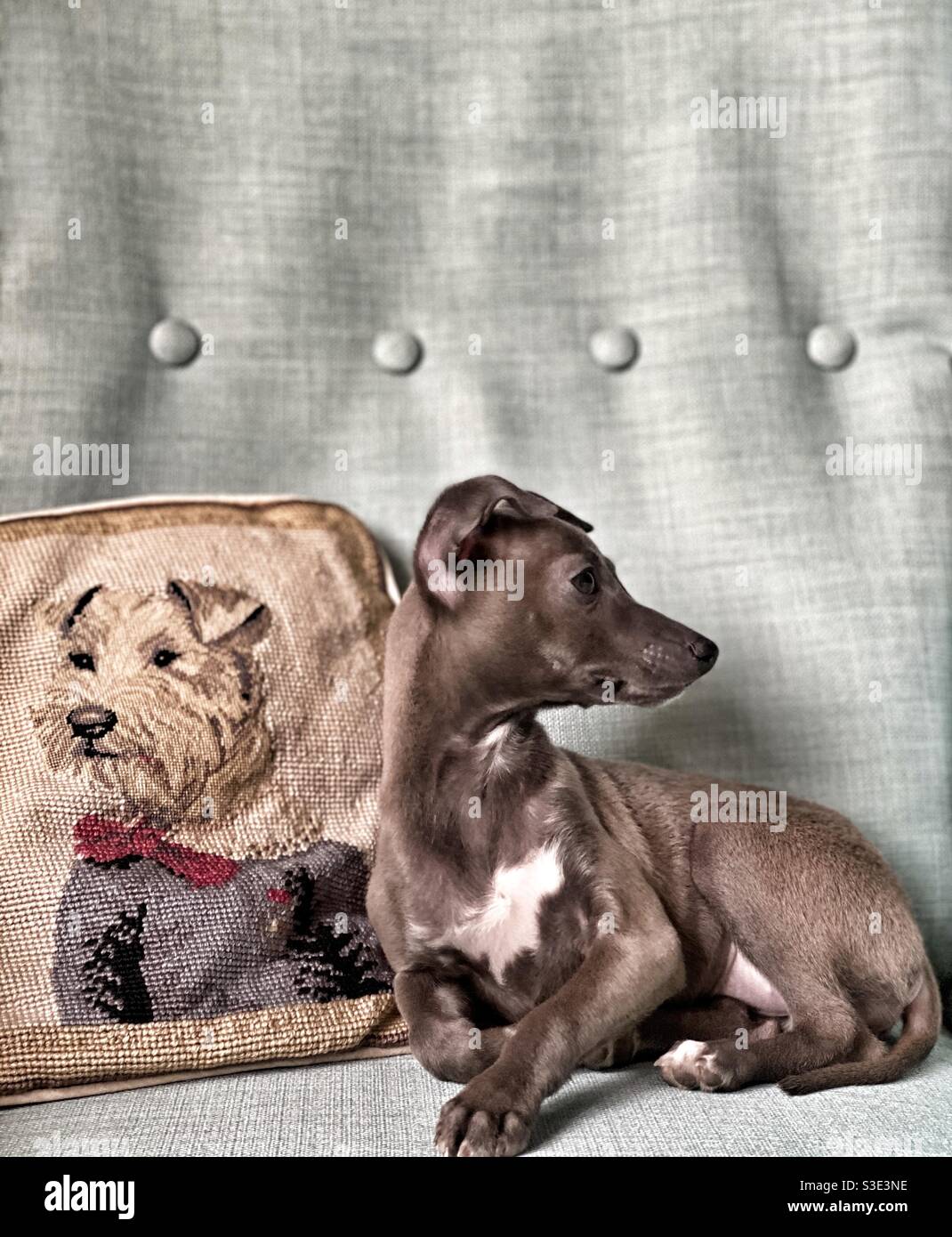 Puppy Italian greyhound with a pillow on the sofa Stock Photo