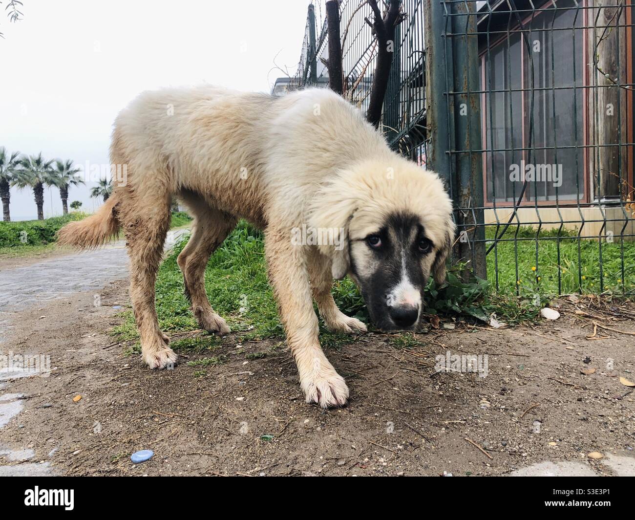 Stray dog puppy looking shy Stock Photo