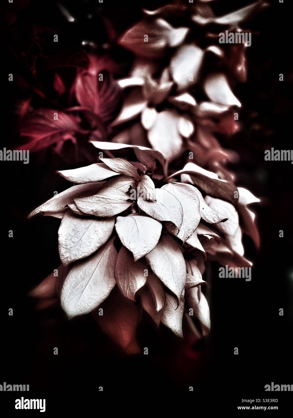 Flower in infrared Stock Photo Alamy