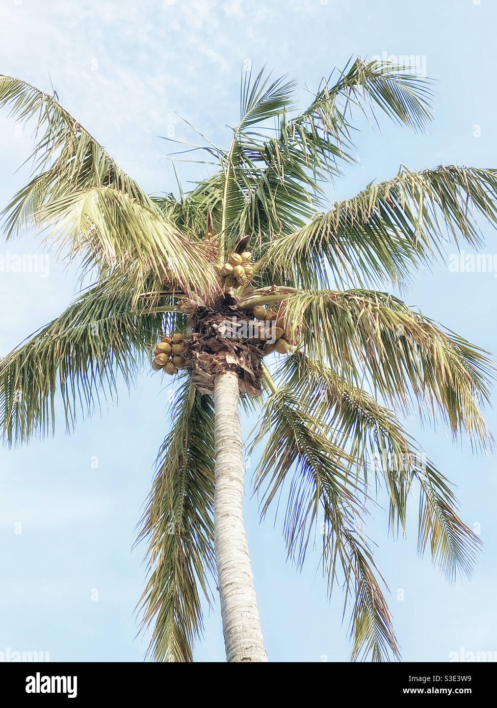 Low angle of coconut tree - Smartphone Captured Stock Image