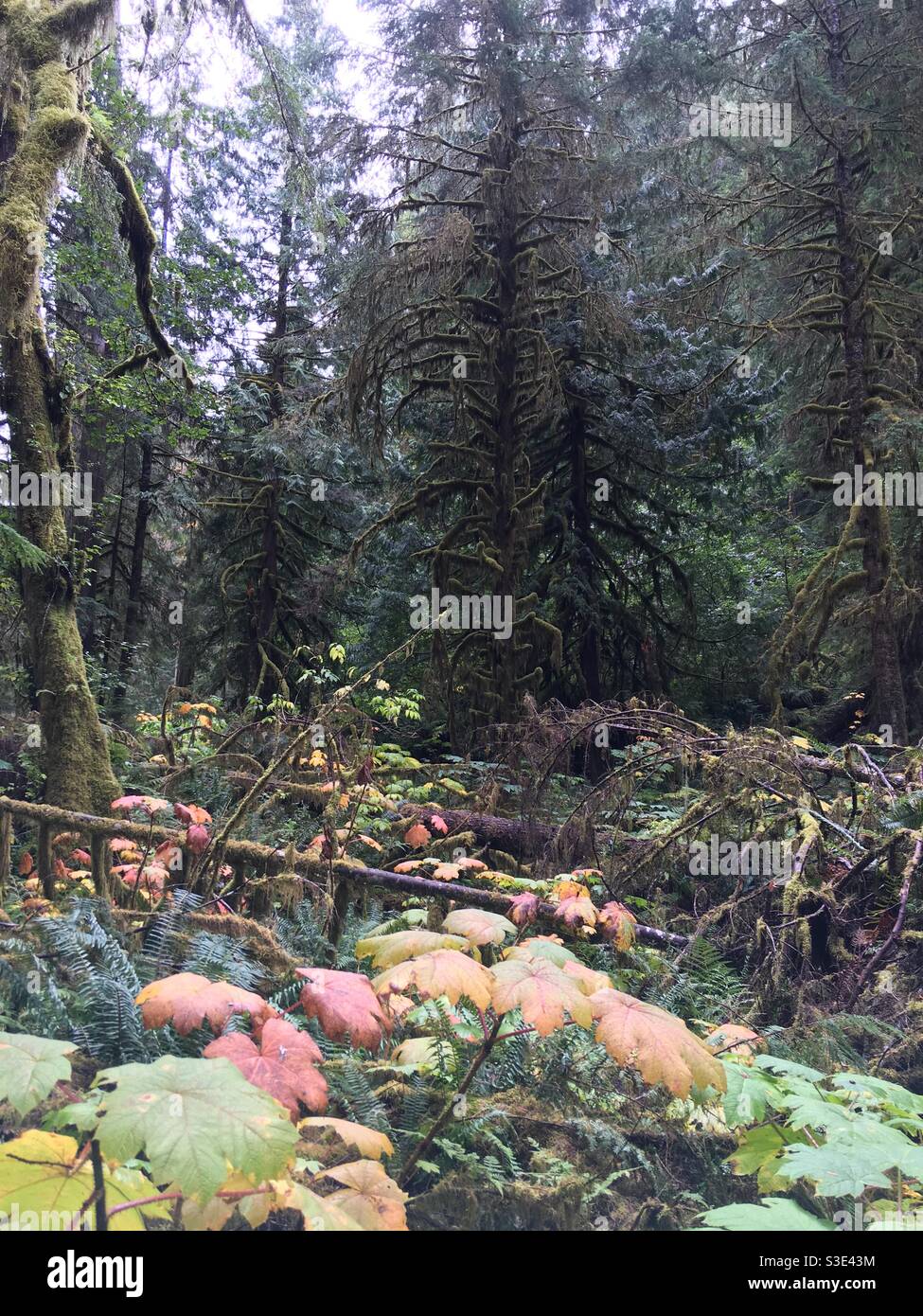 Temperament Rain Forest Mount Rainier National Park Washington Stock Photo