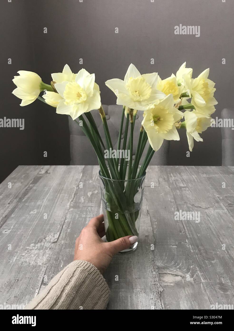 Hand grabbing a glass filled with daffodils - Smartphone Captured Stock Image