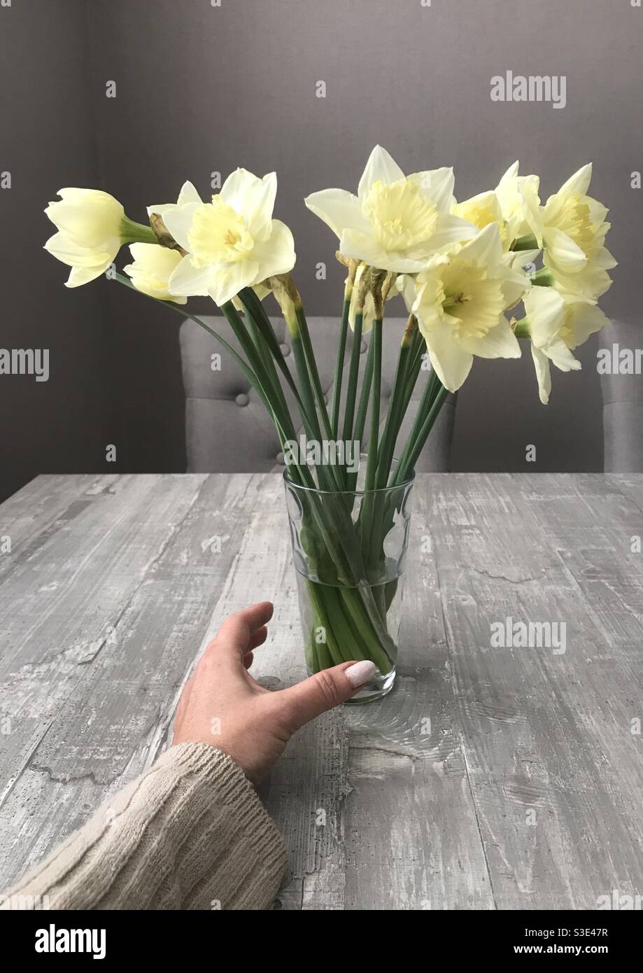 Hand grabbing a glass filled with daffodils - Smartphone Captured Stock Image