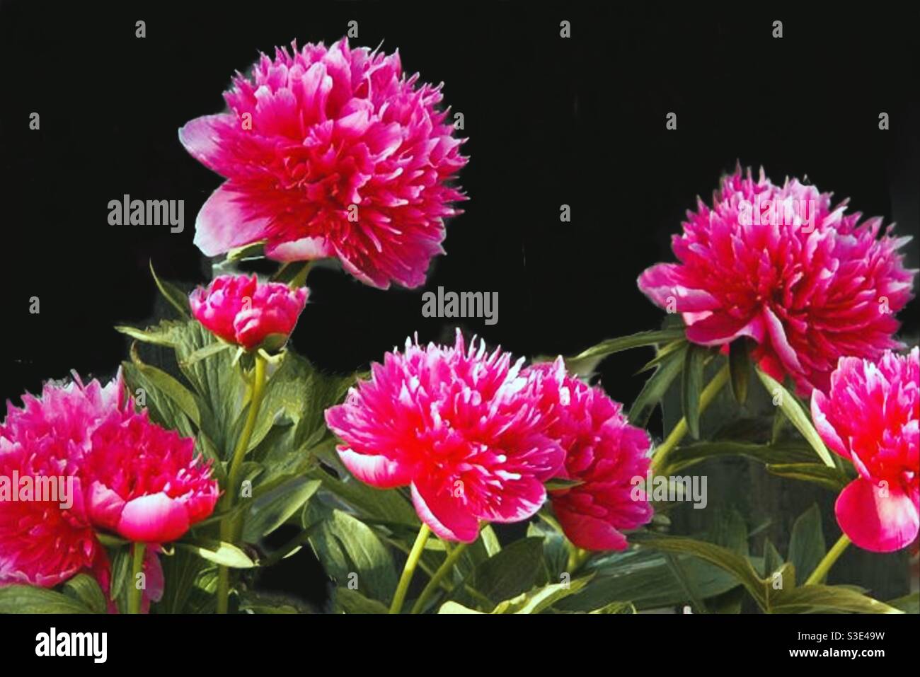 Pinky pink flowers hi-res stock photography and images - Alamy