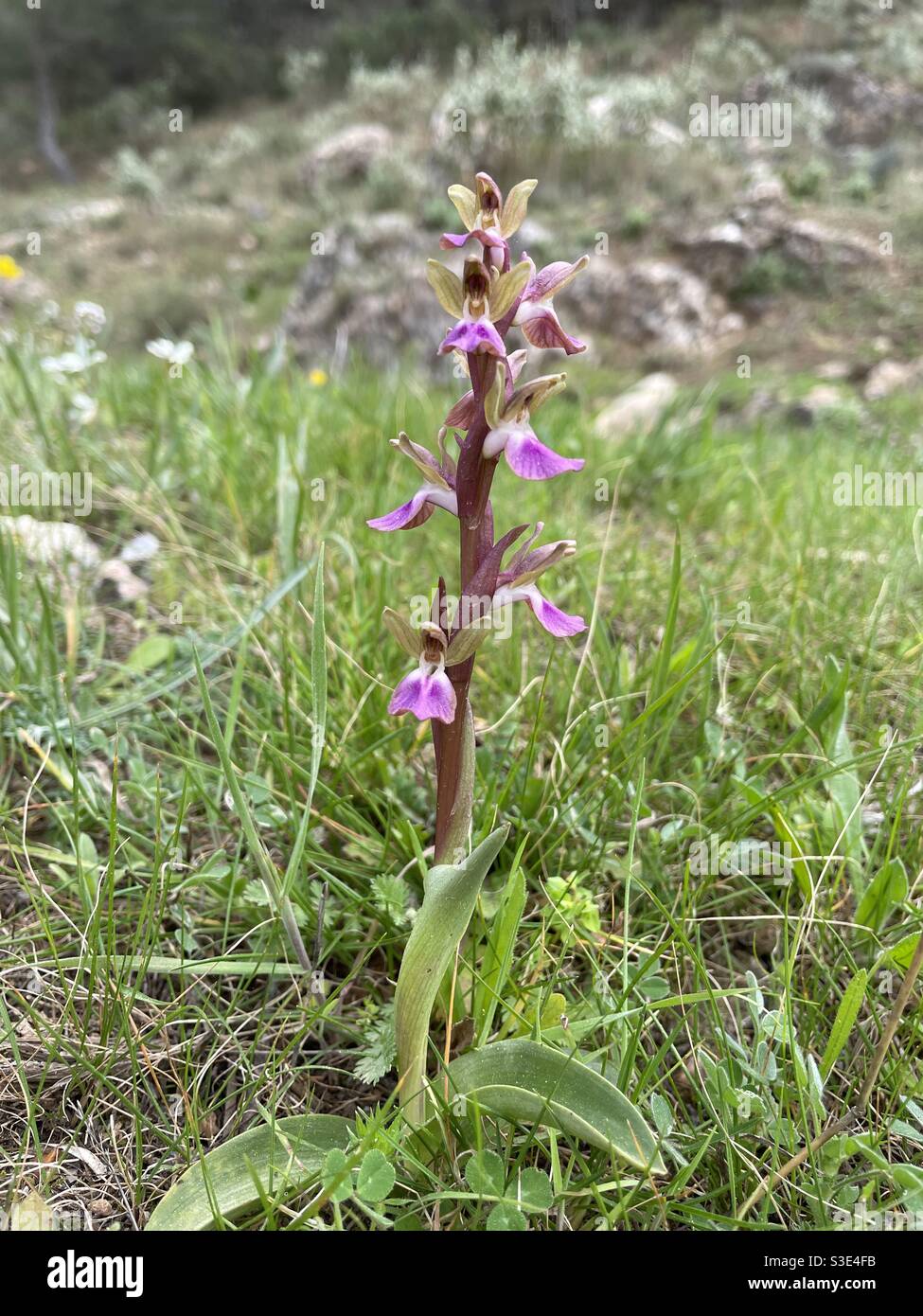 Fan lipped orchid (Anacamptis Collina) Stock Photo