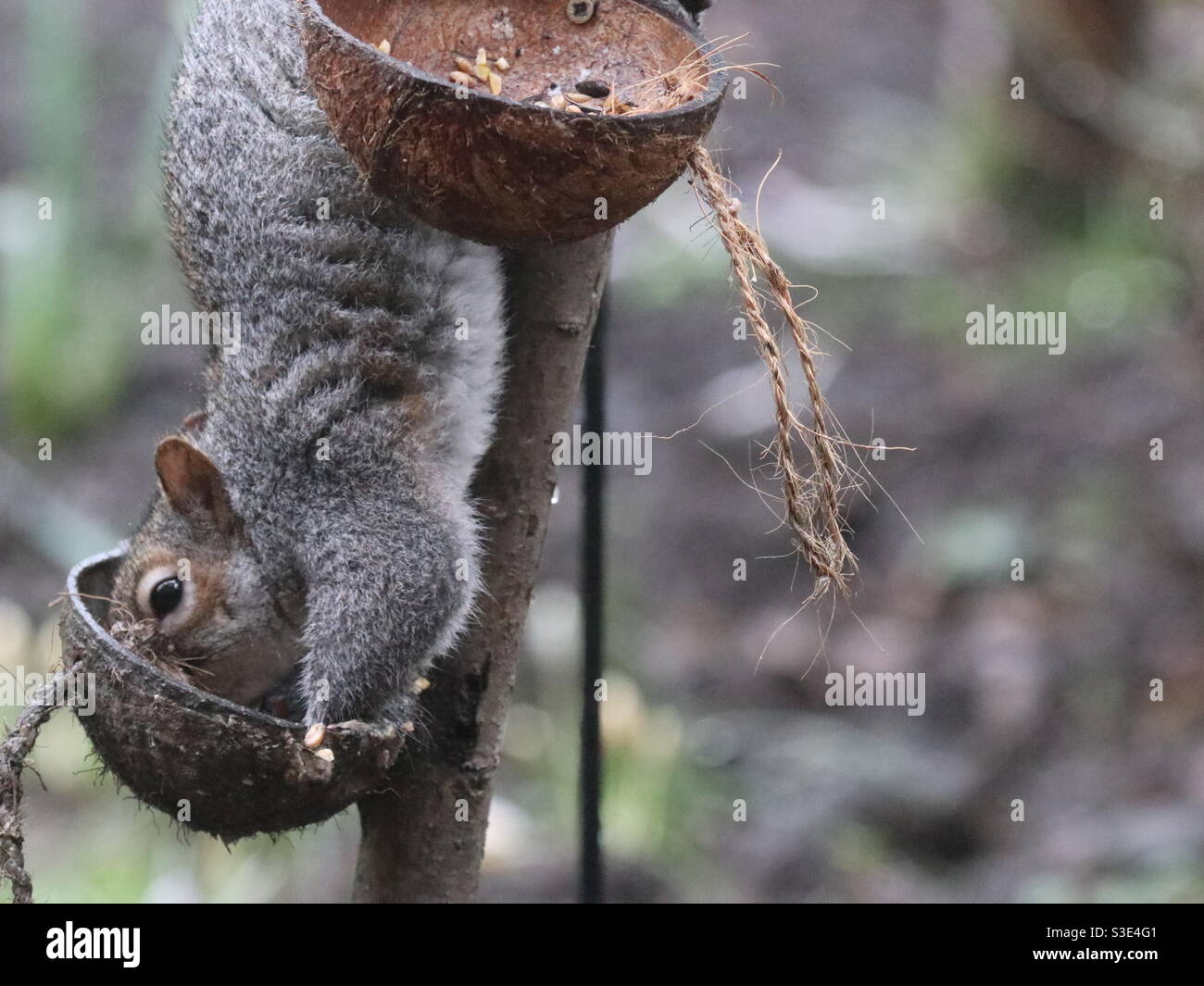 Feeding Squirrel looking for sunflower seeds Stock Photo Alamy