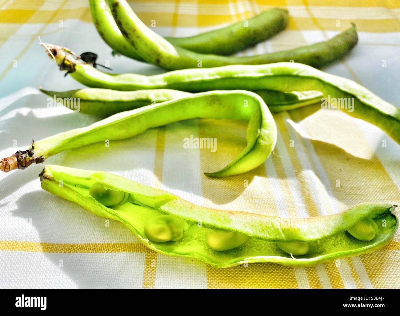 Broad beans on a wam tablecloth Stock Photo