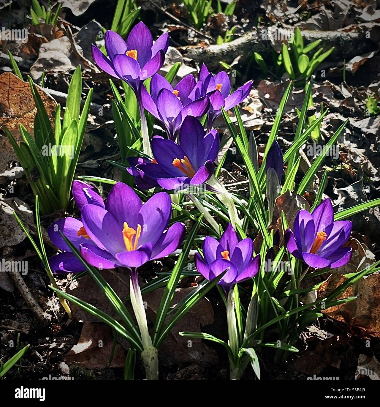 Vibrant spring crocus flowers - Smartphone Captured Stock Image