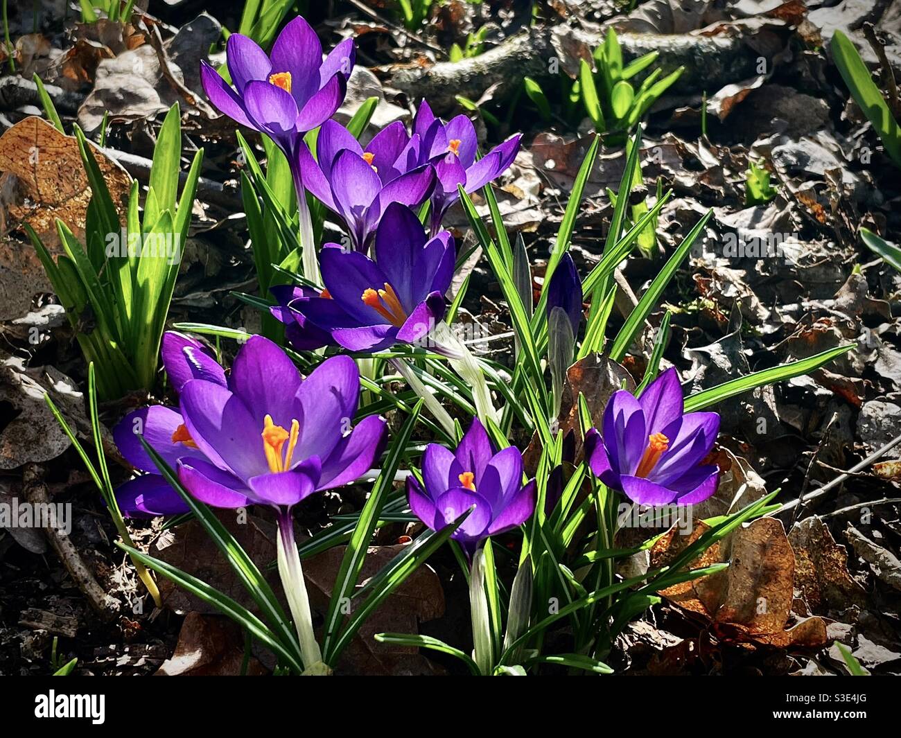 Vibrant spring crocus flowers - Smartphone Captured Stock Image