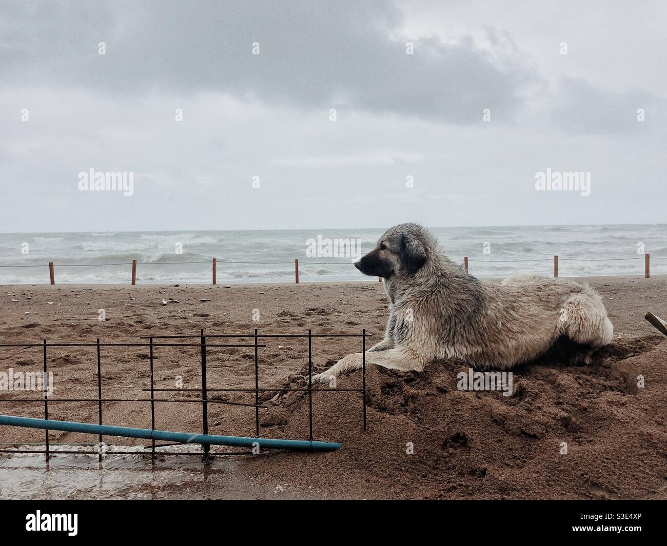 Stray dog sitting on sandy beach Stock Photo