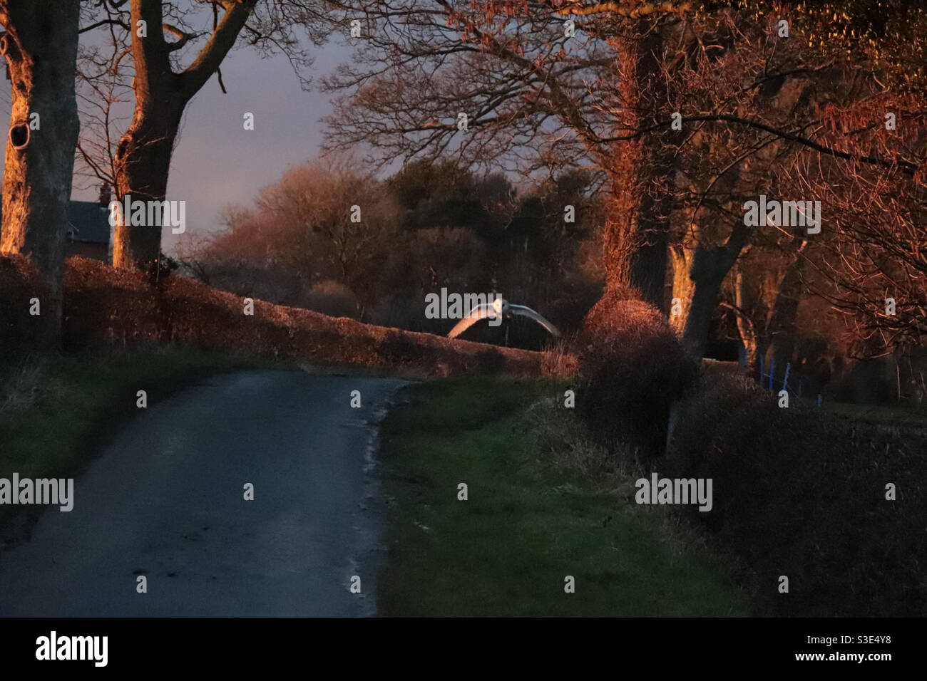 Barn owl flying along a country lane at sunset - Smartphone Captured Stock Image