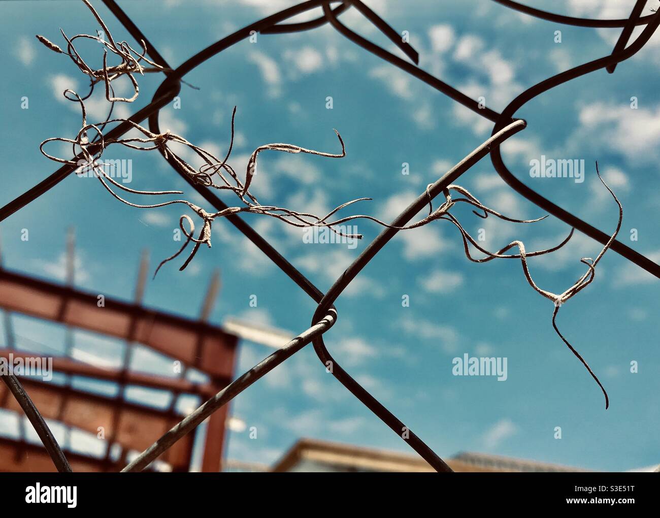 Spanish moss on chain link fence Stock Photo Alamy
