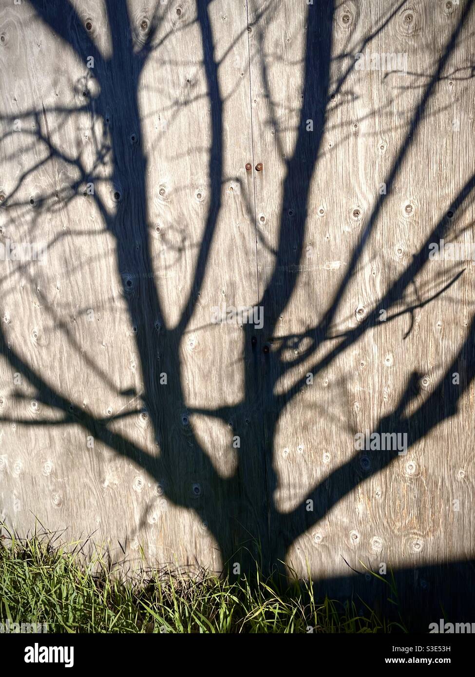 Shadow silhouette of a tree of a wooden fence Stock Photo
