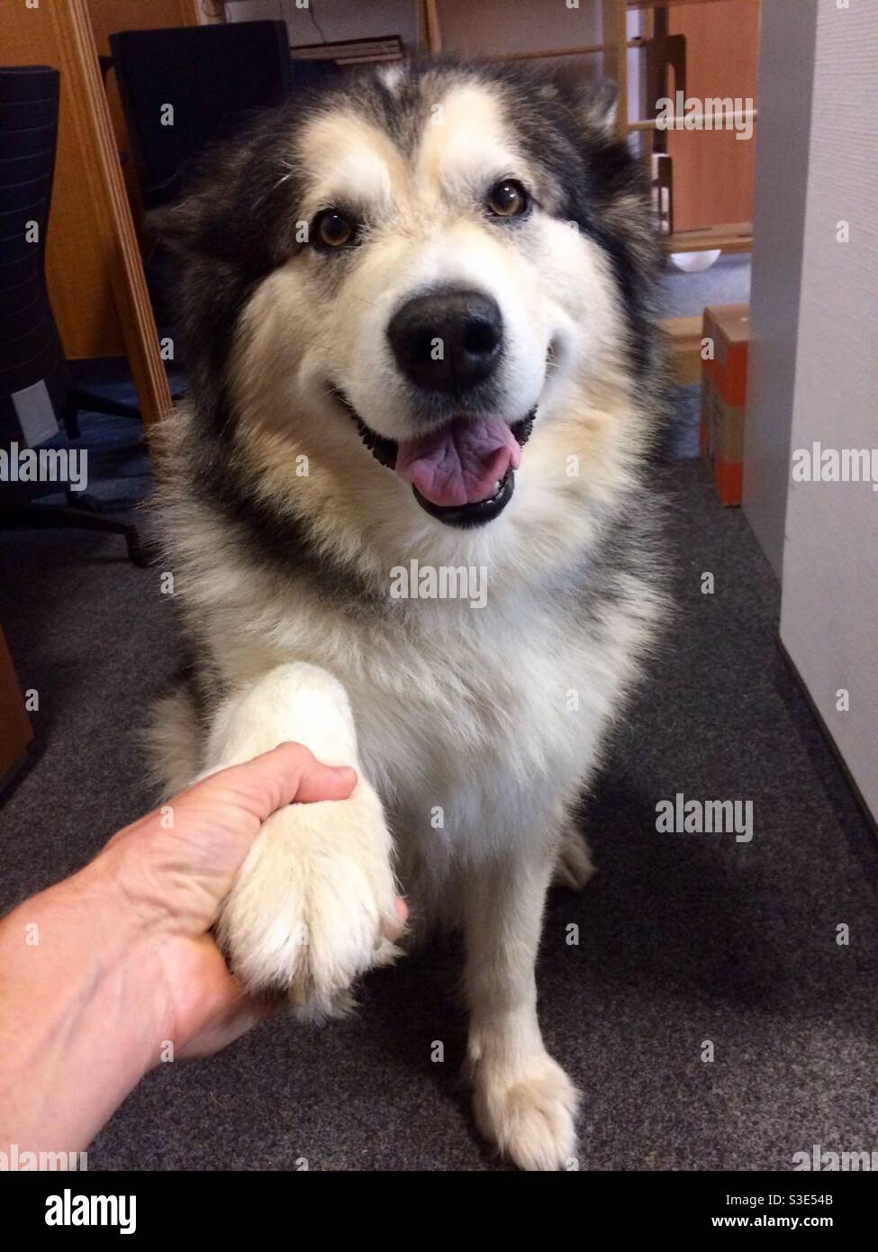 Wolf Dog Shaking Hands whilst Sitting - Smartphone Captured Stock Image
