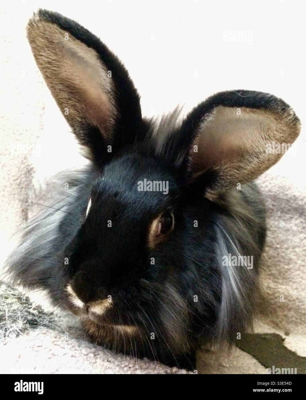 Long eared rabbit hires stock photography and images Alamy