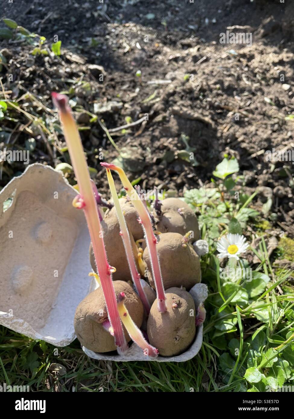 Sprouting Seed potatoes in an egg box on the ground ready to plant in a garden in Ireland. Stock Photo