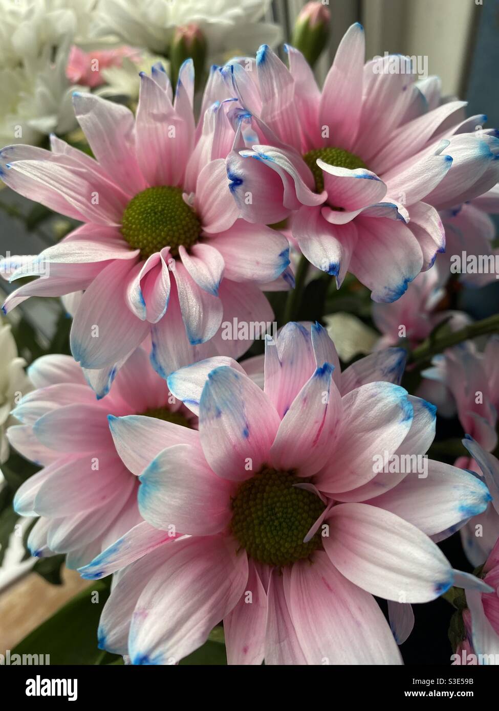Rainbow flowers hires stock photography and images Alamy