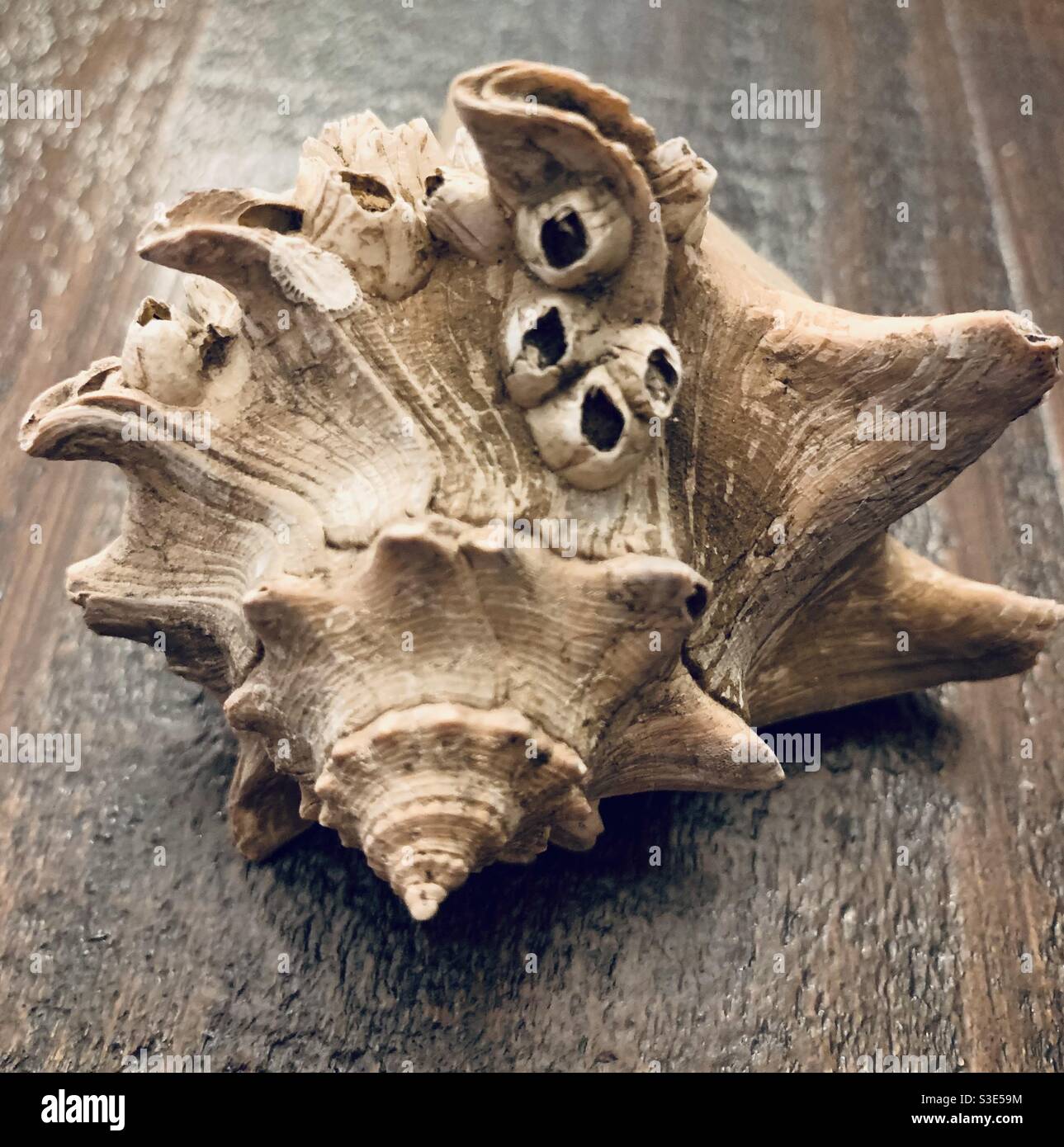 Conch Shell from Beaufort, SC Stock Photo Alamy