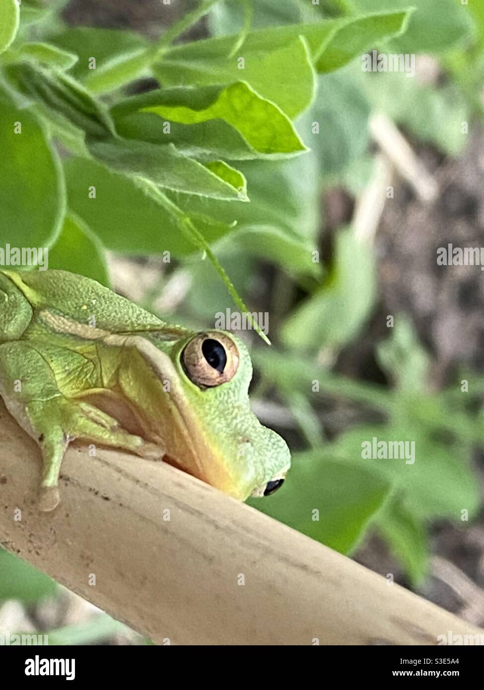 Up Close Froggy Stock Photo