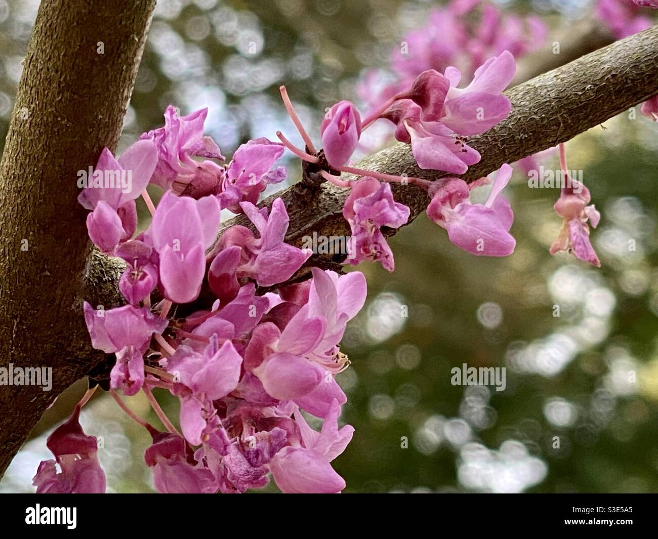 Gorgeous Red Bud Blooms Stock Photo - Alamy