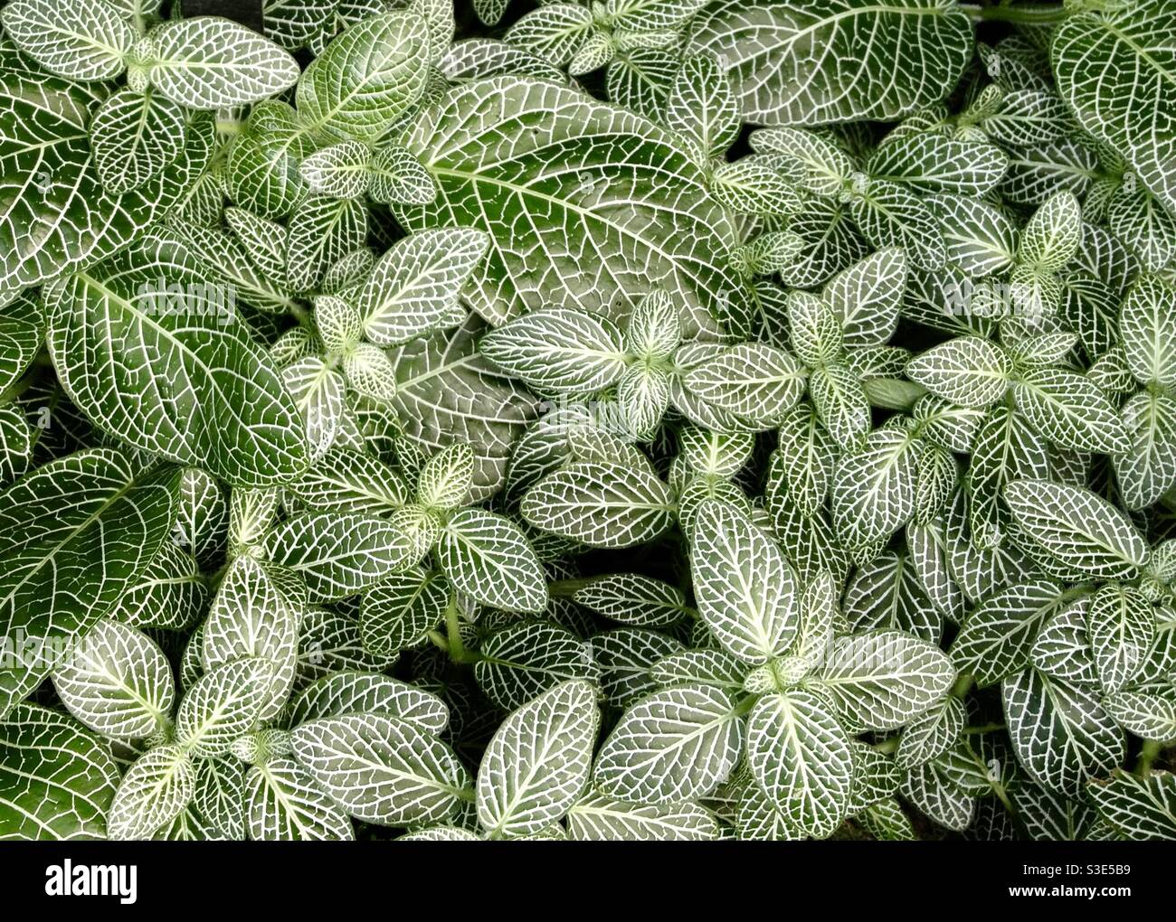 Silver nerve fittonia plant from above Stock Photo Alamy
