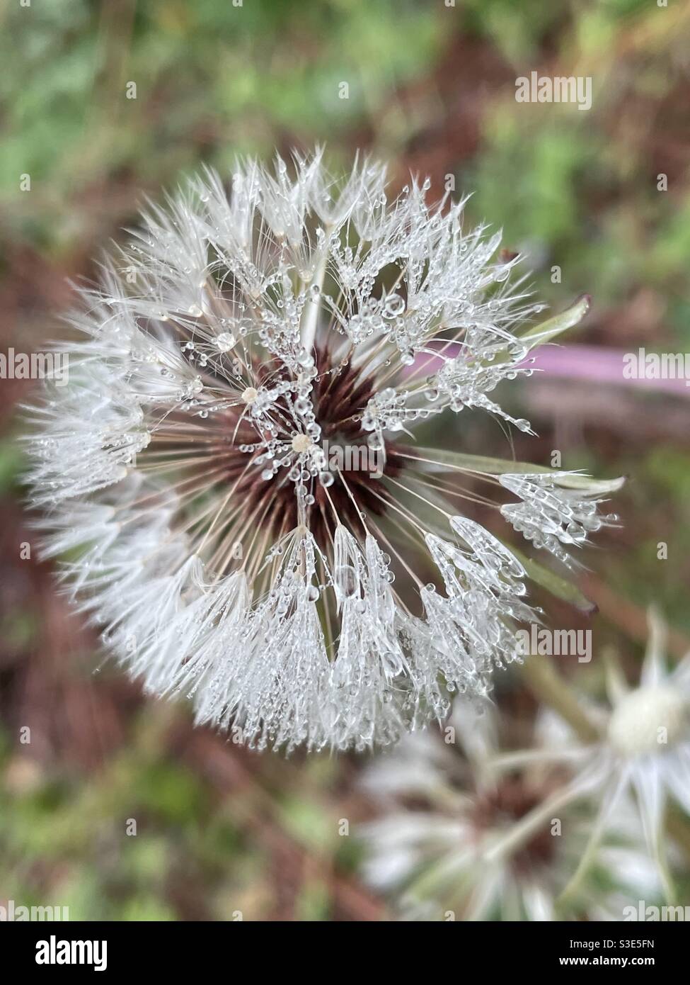 Fluffy dandelion with dew drops - Smartphone Captured Stock Image