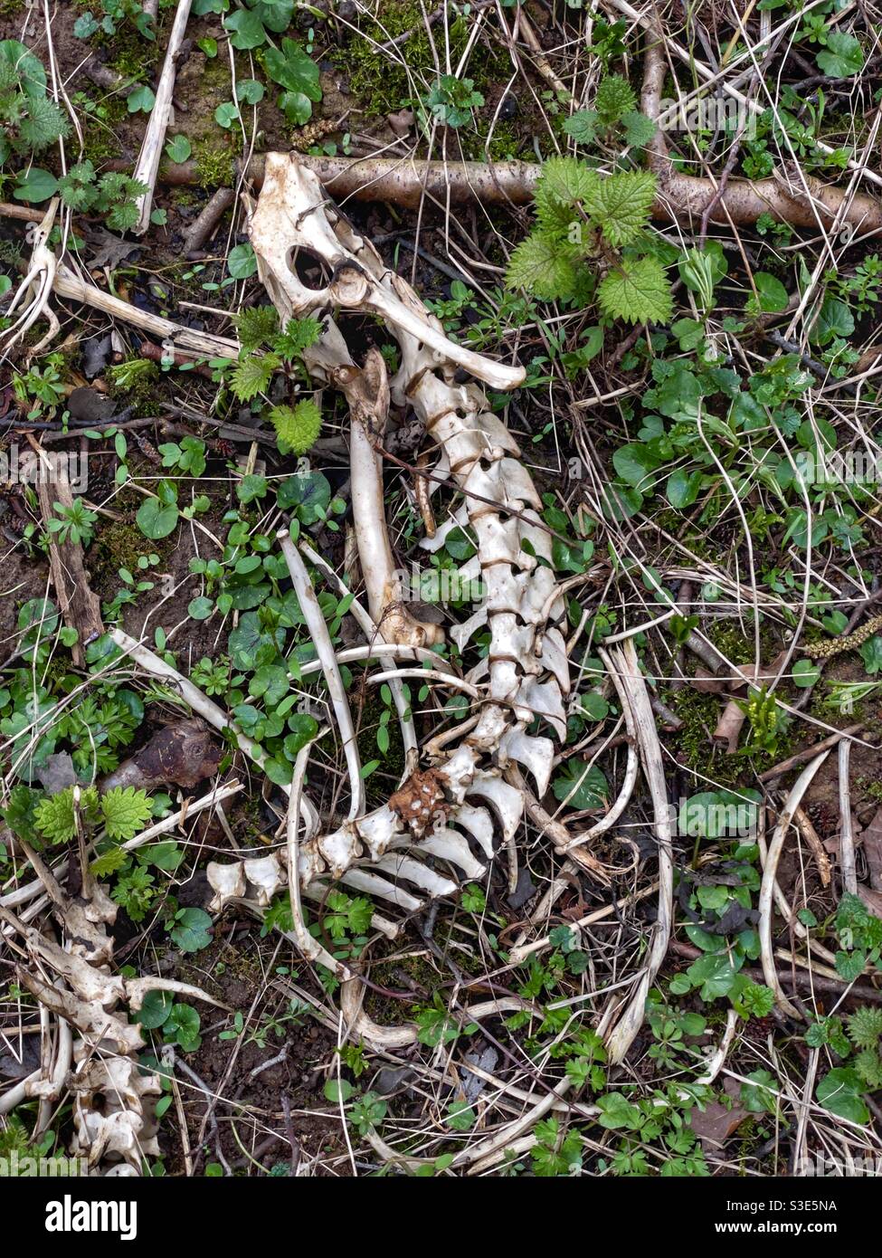 Pelvis and spinal vertebrae of muntjac deer - Smartphone Captured Stock Image