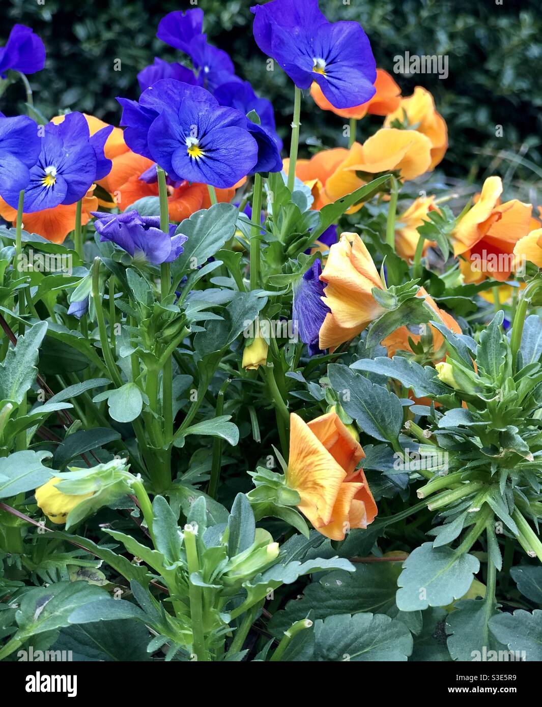 Vibrant colors of springtime pansies Stock Photo